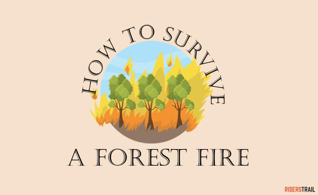 HOW TO SURVIVE A FOREST FIRE