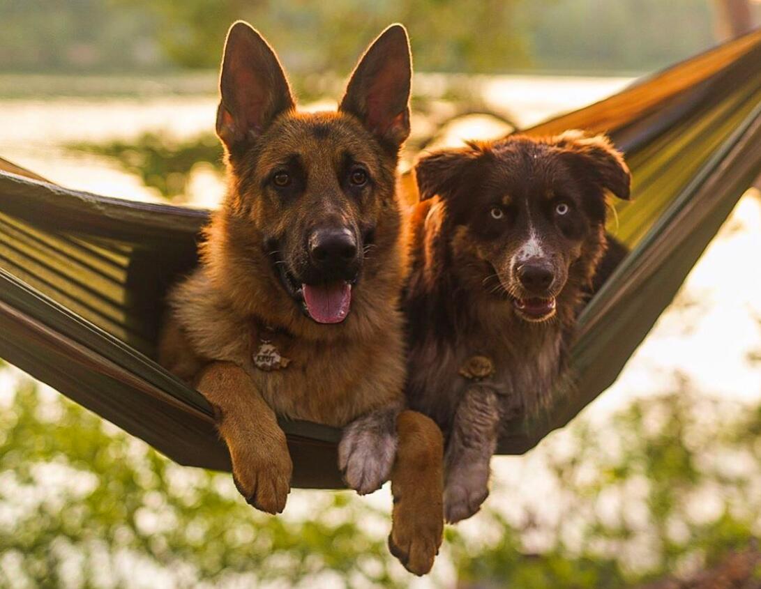 HAMMOCK CAMPING WITH A DOG